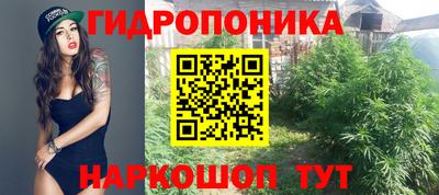 шишки Изобильный